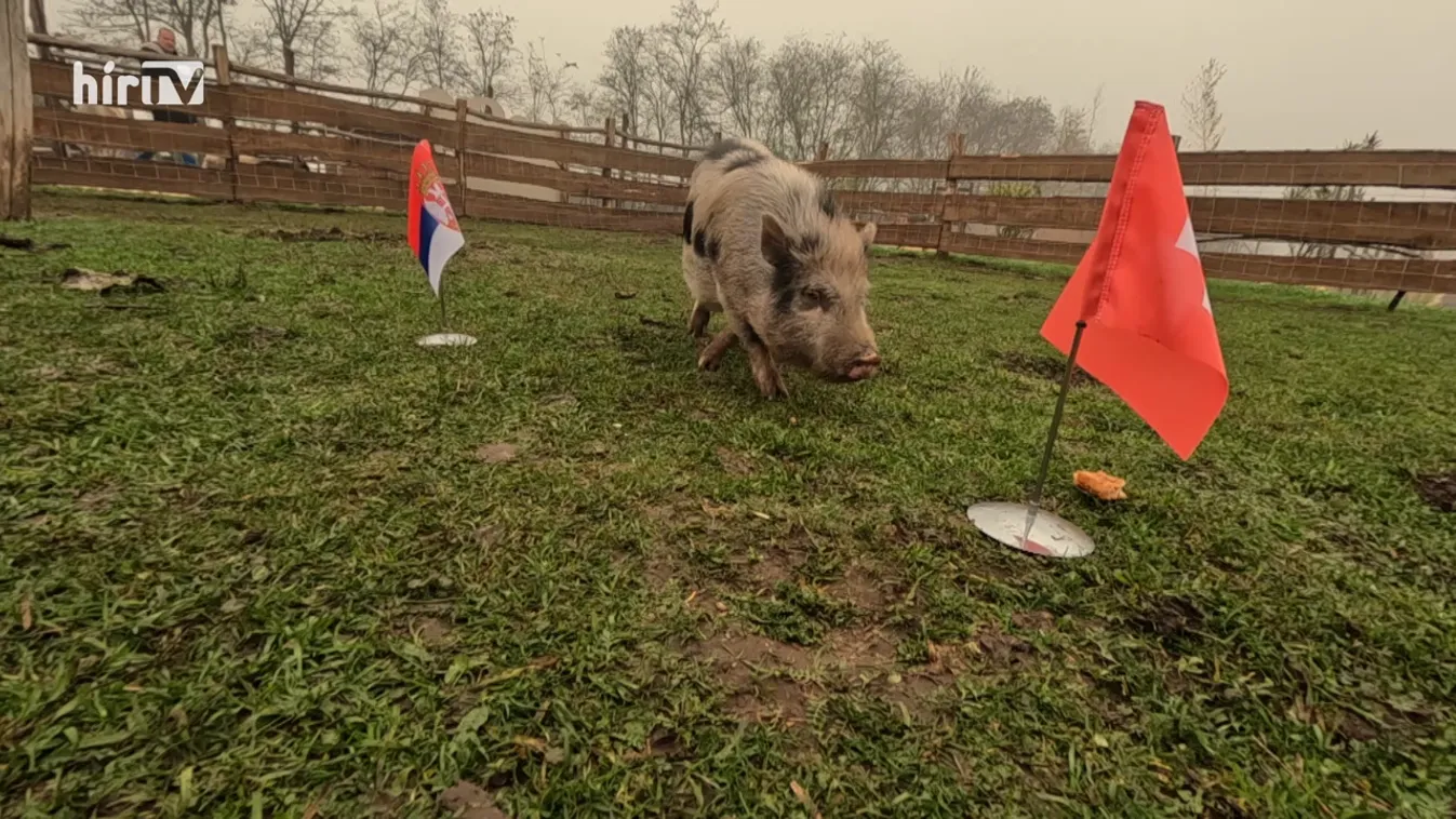 Radar - Timo jóslata a Szerbia-Svájc meccsre