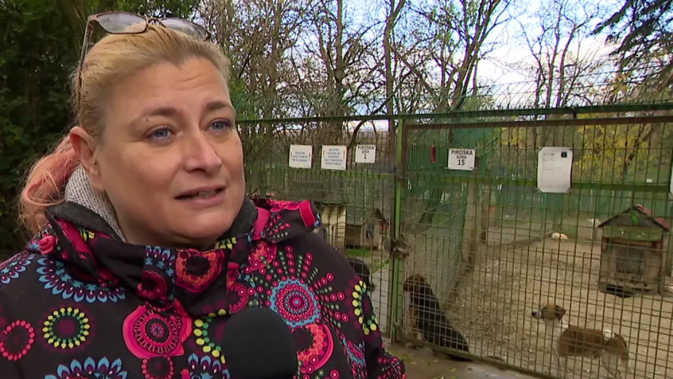 Mozaik – Fokozottan ügyeljünk a háziállatokra szilveszterkor!