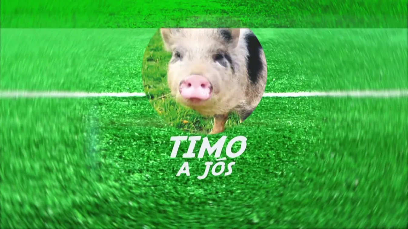 Radar - Timo jóslata a Japán-Spanyolország meccsre (2022-12-01)