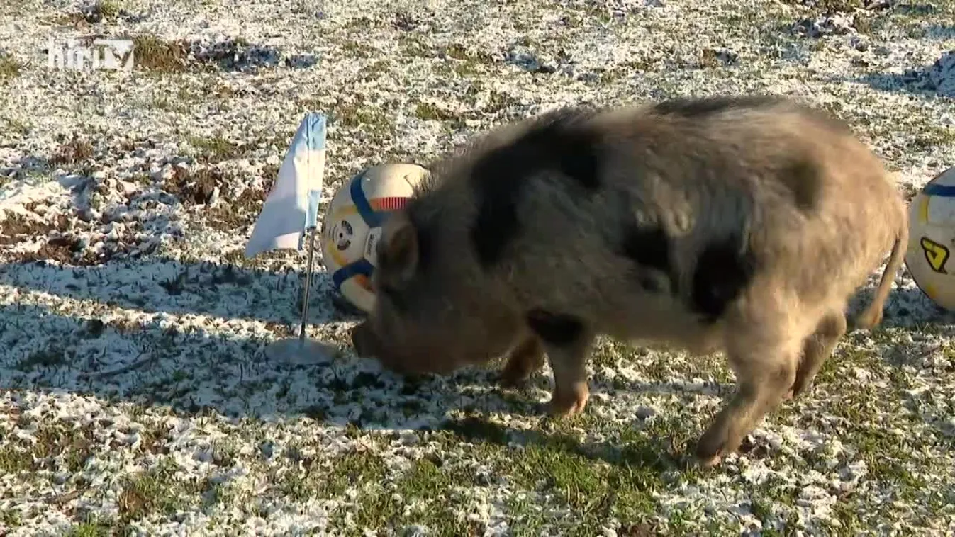 Radar - Timo jóslata