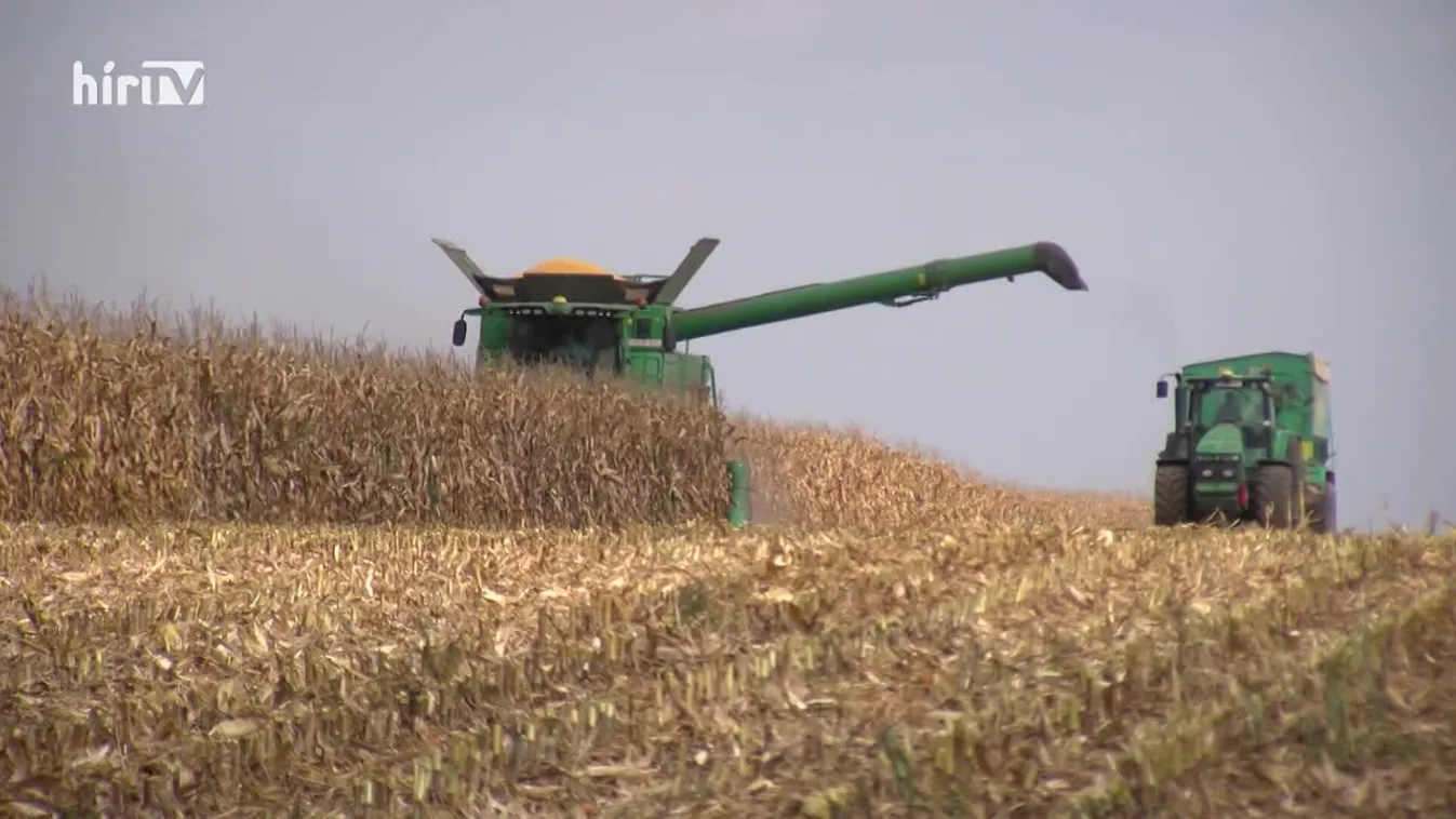 Soroló: Karácsony előtt veszik a magyarok a legtöbb halat