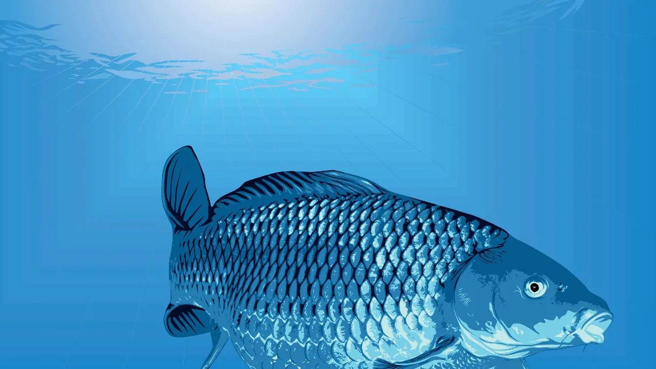 Kísérője ruházatában próbált meg pontyokat lopni egy horgász Kecskeméten