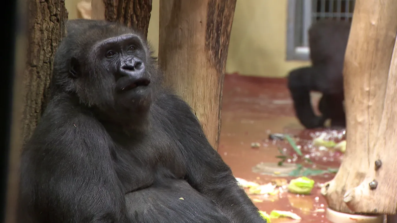 Öt éves lett Indigo a budapesti állatkert gorillája