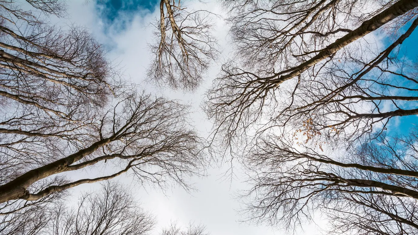 Fakidőlésre figyelmeztet több erdőgazdaság