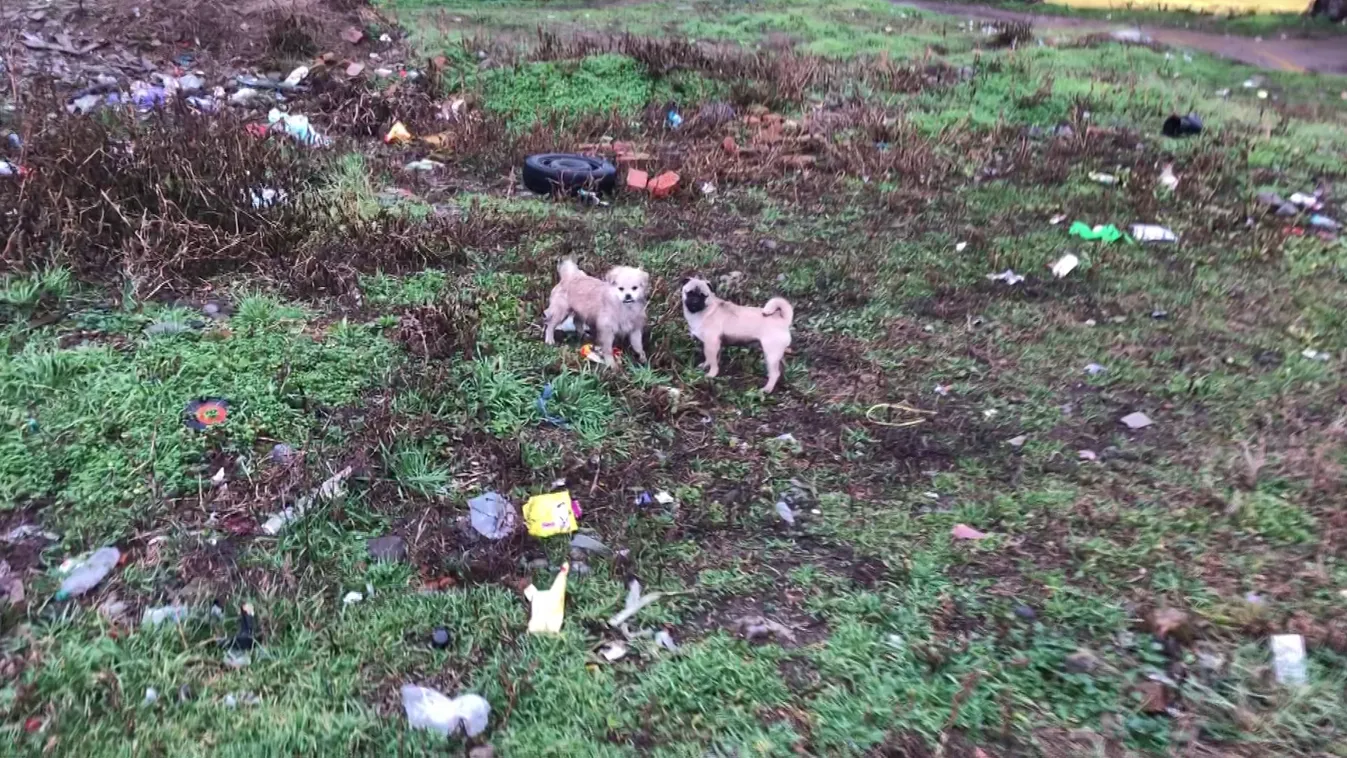 Petárdákkal dobálta meg a rémült kutyákat néhány fiatal Gyöngyösön