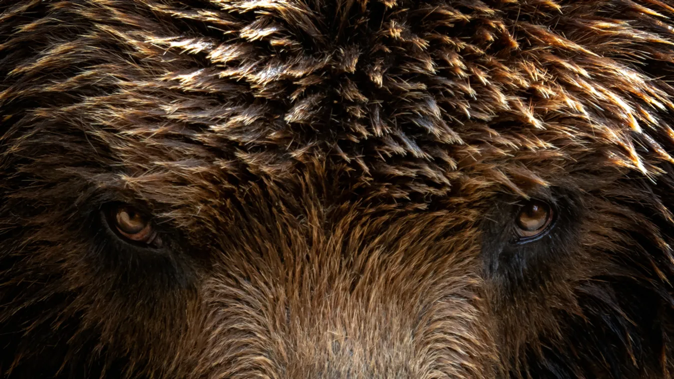 Medvelesre várják a látogatókat a Szegedi Vadasparkban