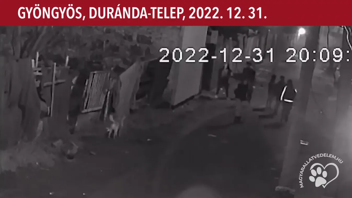 Petárdákkal dobálta meg a rémült kutyákat néhány fiatal Gyöngyösön