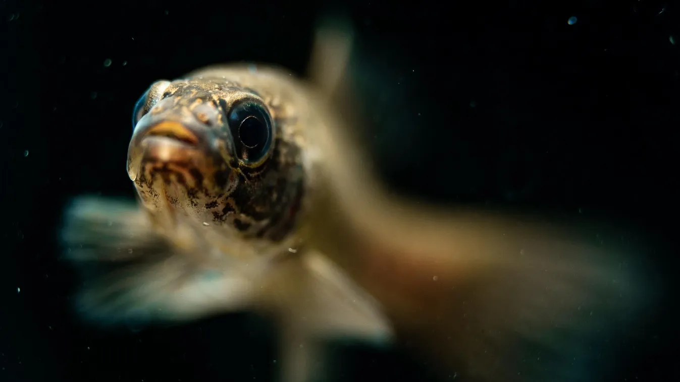 A lápi póc kapta a legtöbb voksot az év hala közönségszavazáson