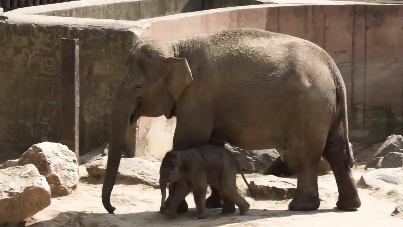 Radar - Küzdelem a kiselefántért