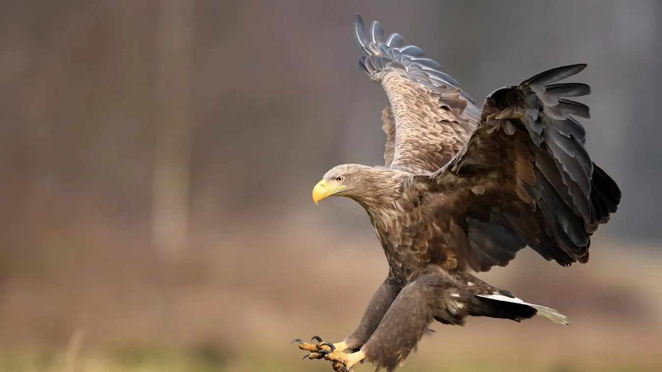 Radar - Országos sasleltár