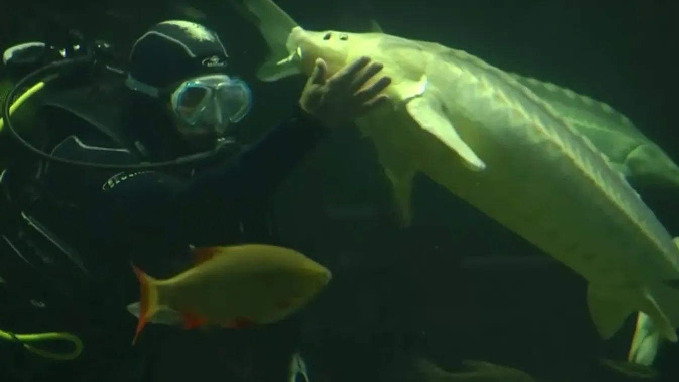 Napindító - Brutálisan elszaporodtak a nem őshonos halfajok a Tisza-tóban