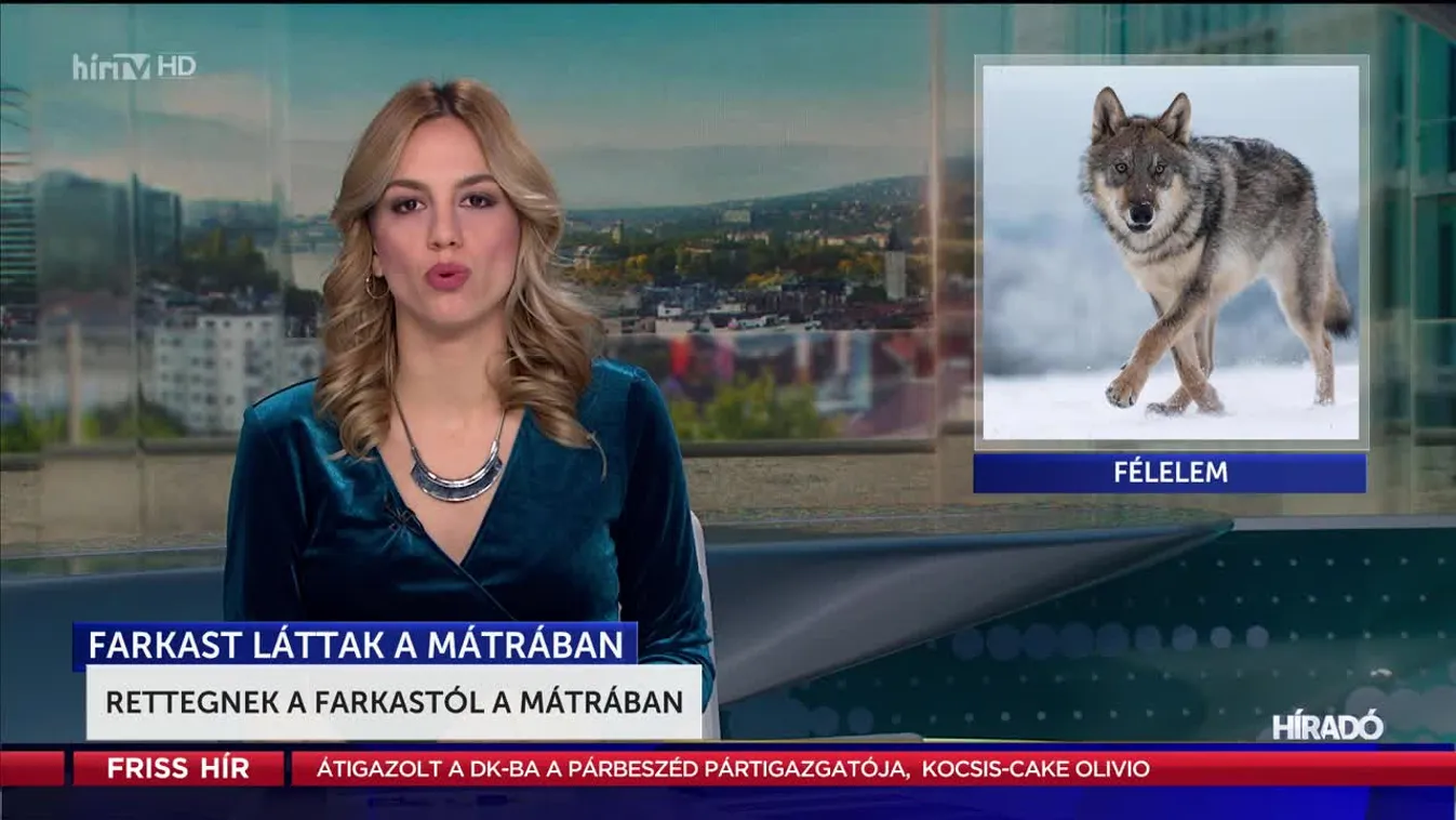 Rettegnek a farkastól a Mátrában