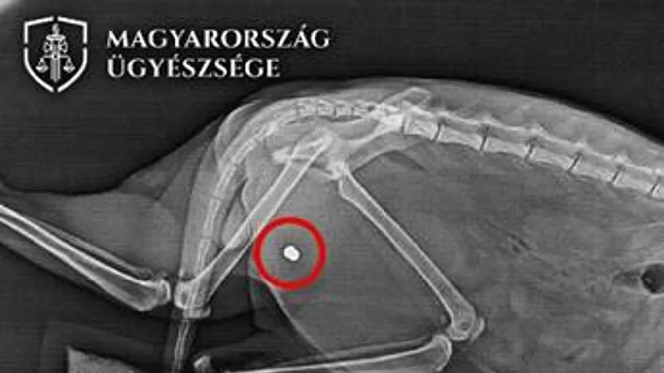 Légpuskával lőtte meg a szomszéd macskáját