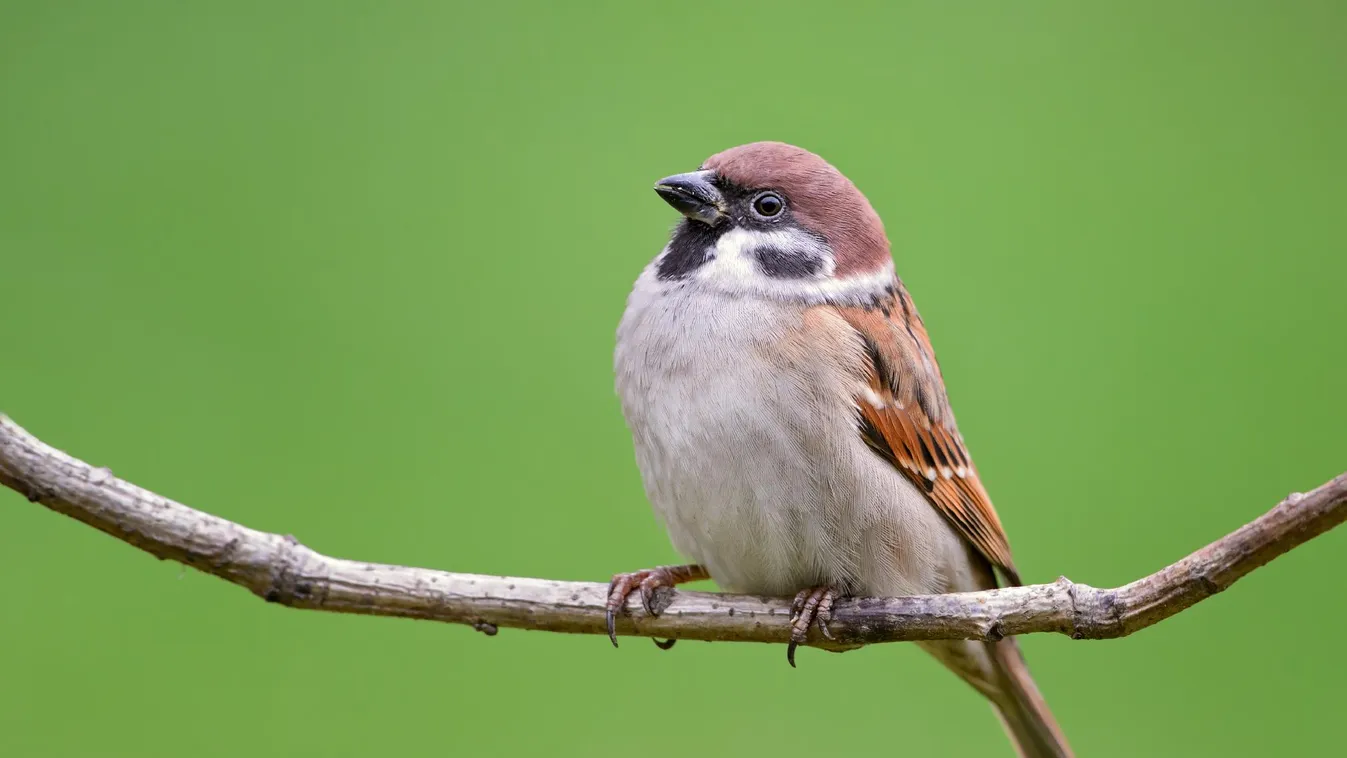 Napindító - Nagy téli madárszámlálás