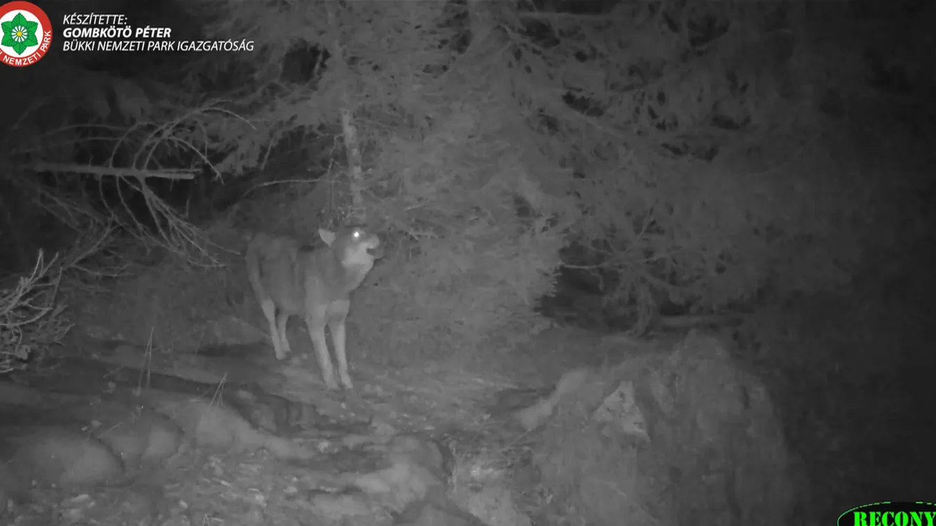 Rettegnek a farkastól a Mátrában