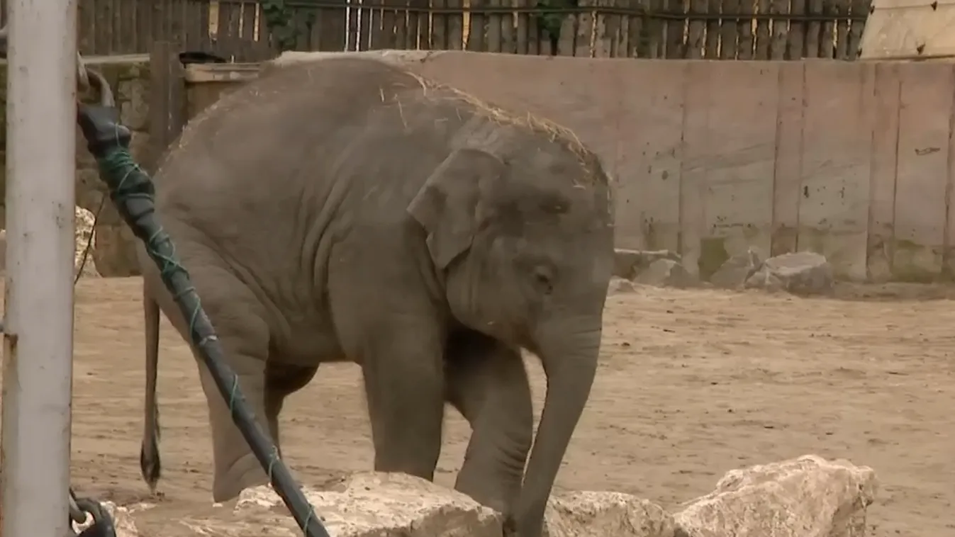 Napindító - Beteg lett Samu, a kiselefánt