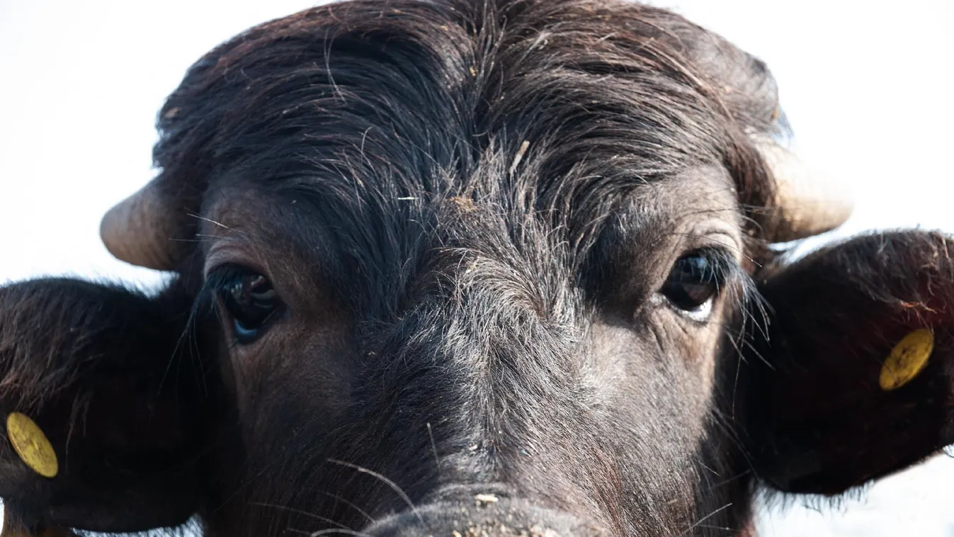 Gümőkórt mutattak ki két somogyi szarvasmarha-állományban