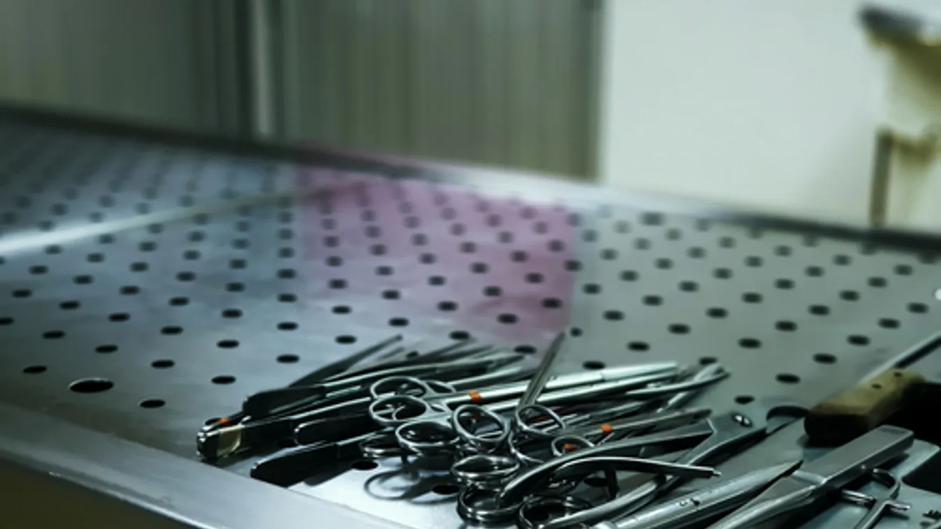 Felboncolták egy 3500 éves, szibériai permafrosztból előkerült medve tetemét