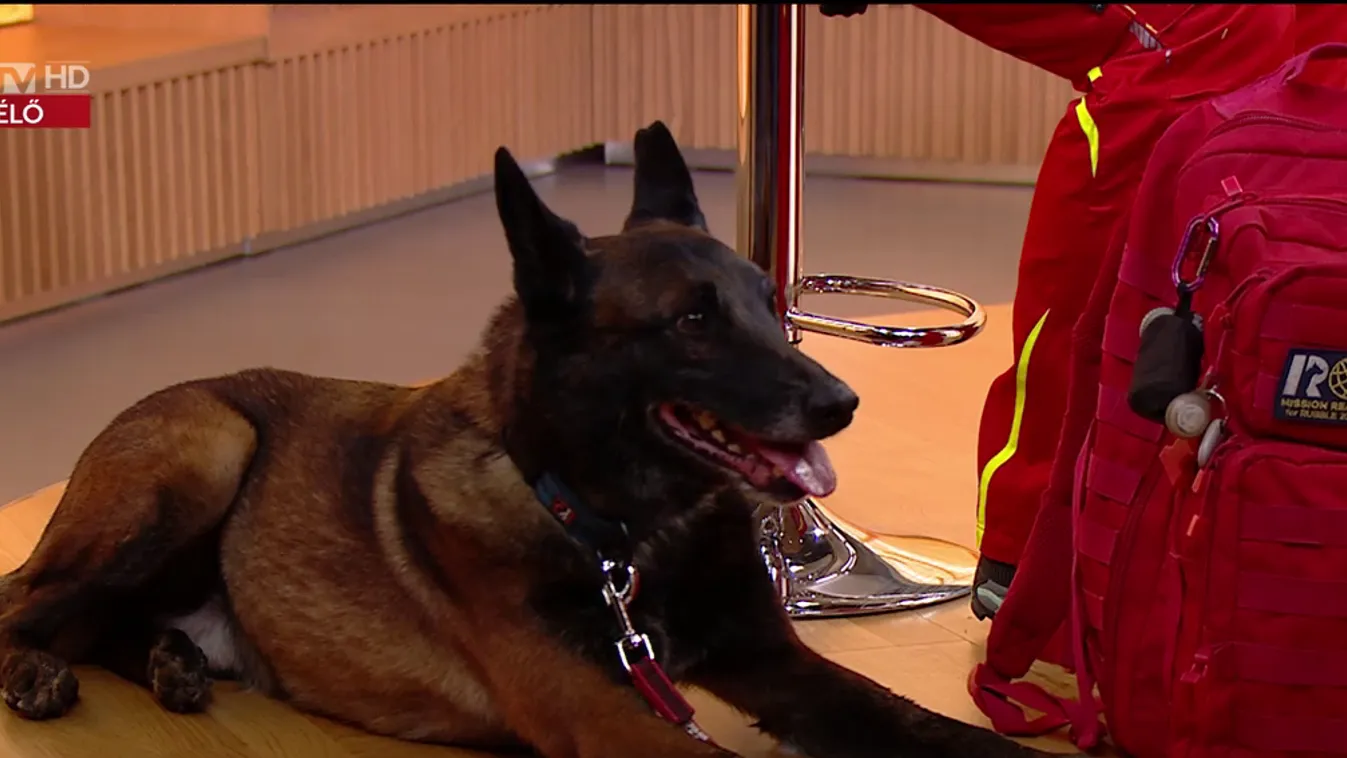 Napindító – Hazaértek a mentőkutyák Törökországból