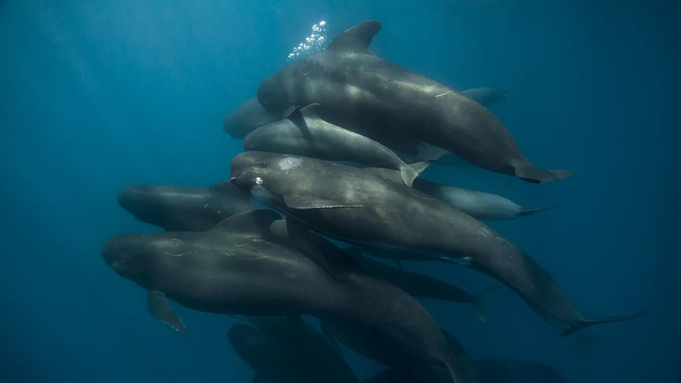 Tizenegy, partra vetődött gömbölyűfejű delfint mentettek meg Srí Lankán