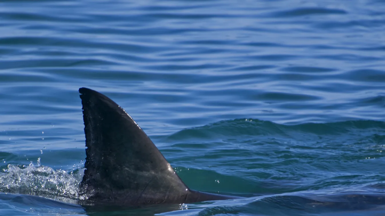 Egy cápában találták meg az eltűnt argentin terepjárós maradványait