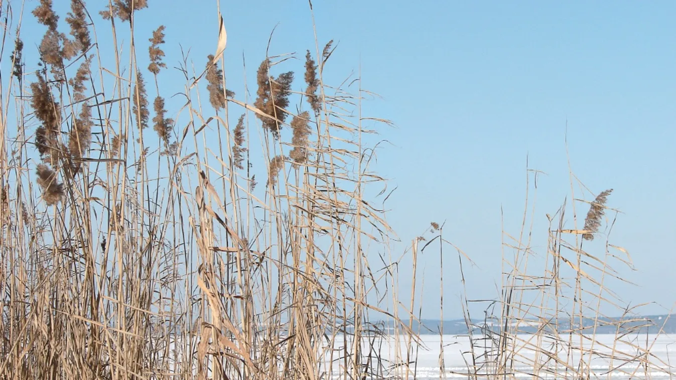 Az idén is az indokoltnál kevesebb nádat aratnak a Balatonon