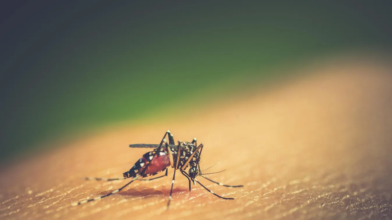 Hirtelen megnőtt a dengue-lázas esetek száma Bolíviában