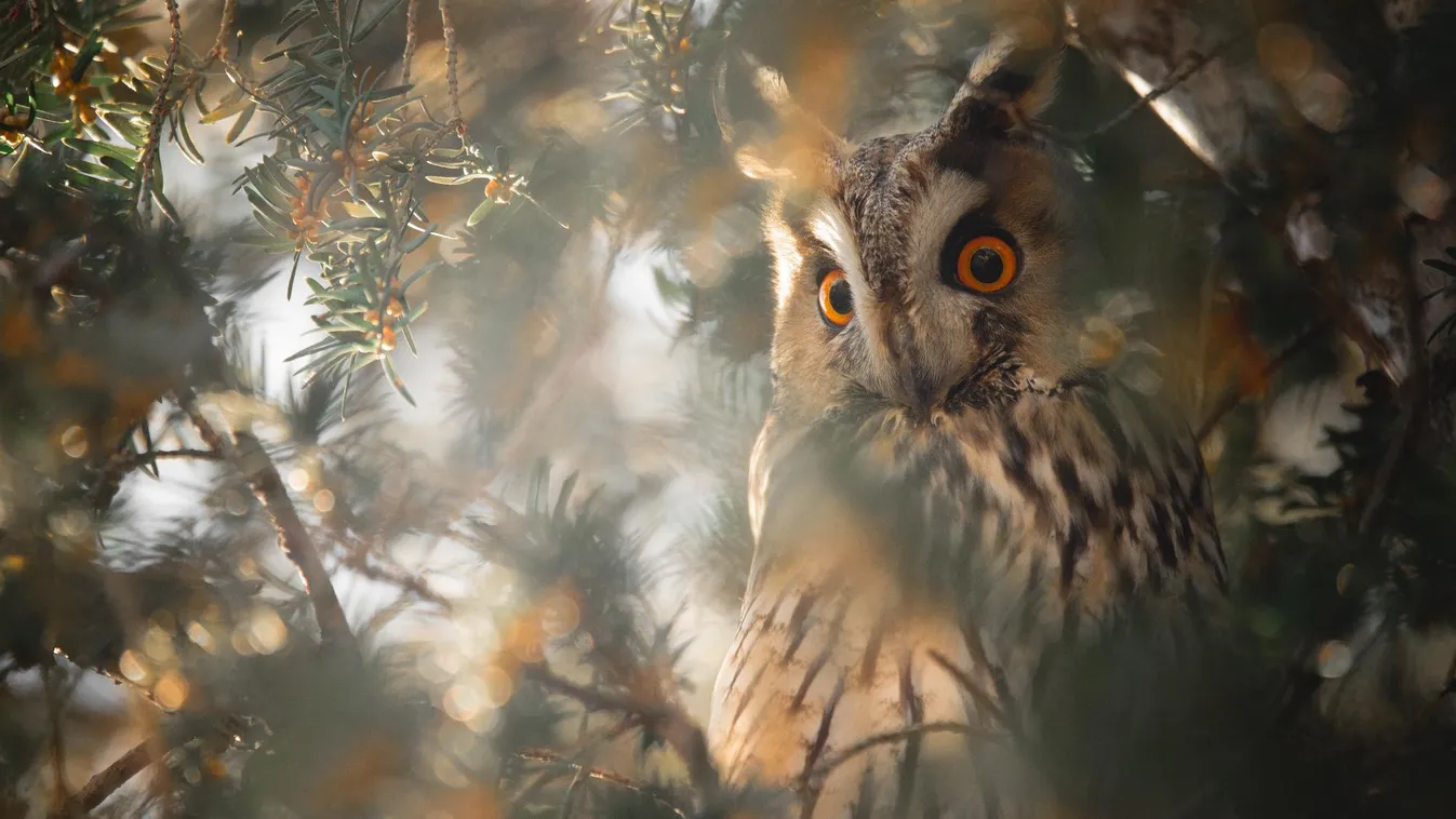 Csaknem tízezer erdei fülesbagoly telelt Magyarországon