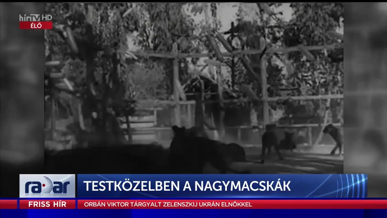 Radar - Testközelben a nagymacskák (2023-02-09)