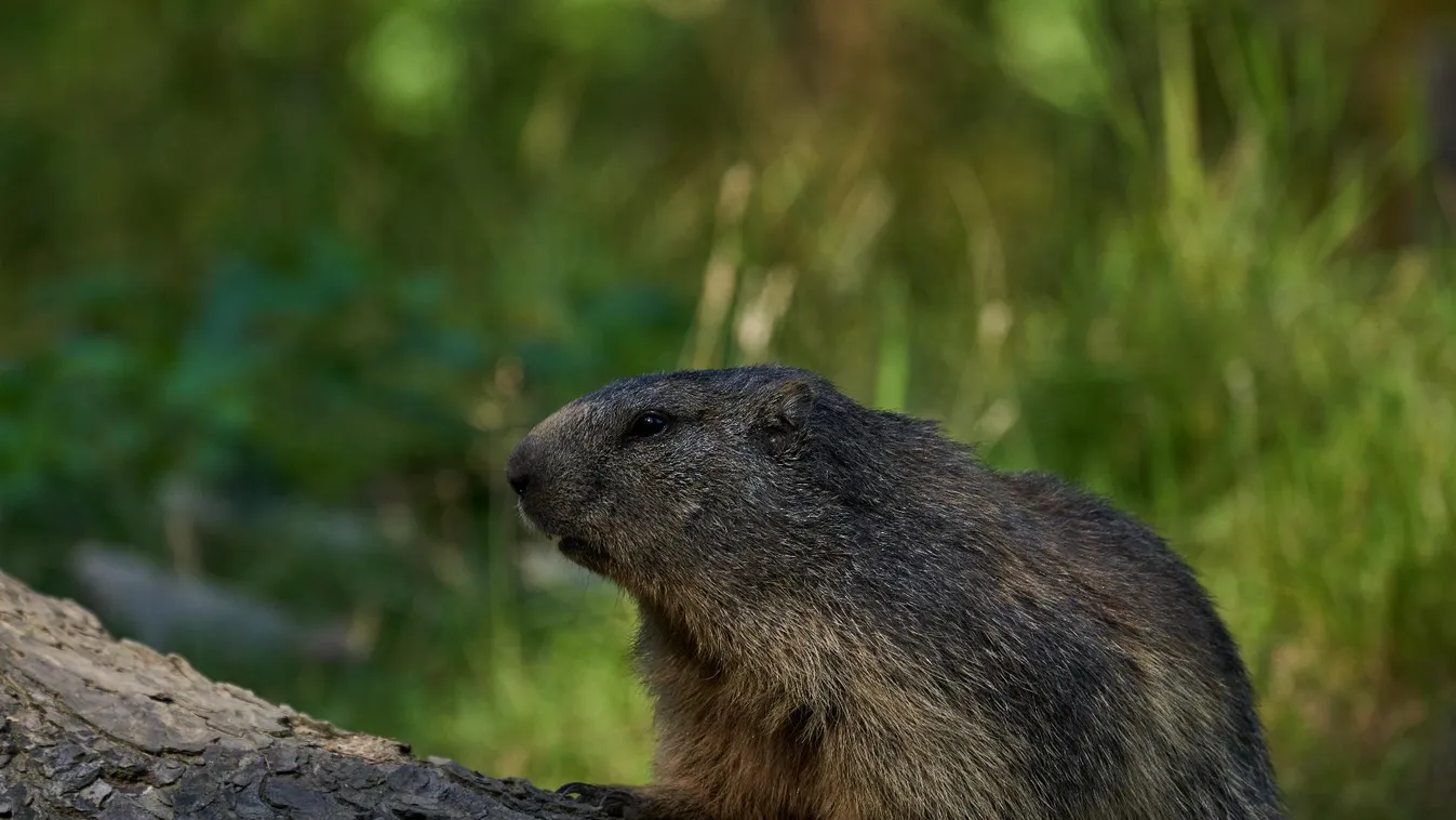 Még hat hétig tart a tél a híres pennsylvaniai mormota jóslata szerint