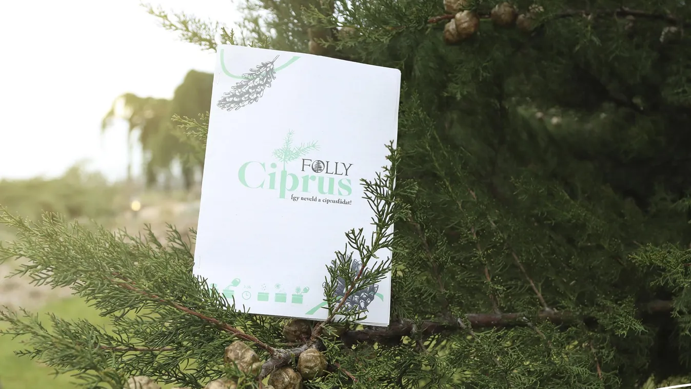 Több mint 400 iskolai osztály jelentkezett a Folly Arborétum ciprusmagnevelő felhívására