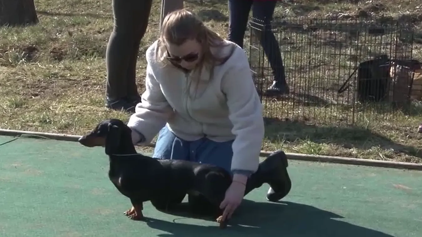 Radar - Tacskók versenye