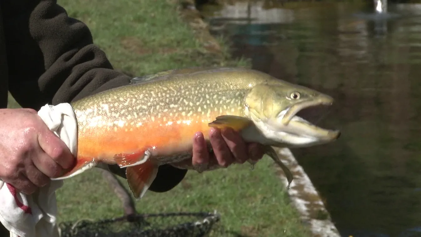 Radar - Pisztrángok Lillafüreden
