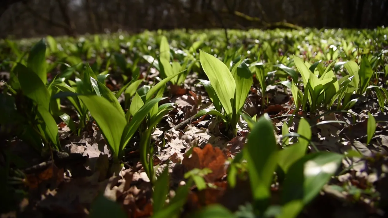 Itt a medvehagyma-szezon