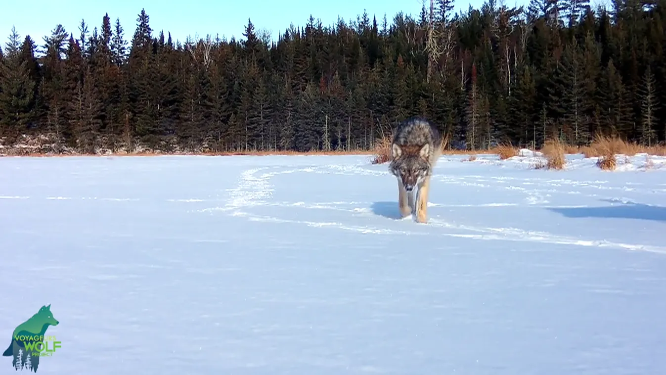 A svájci hegyekből egészen Budáig barangolt egy farkas