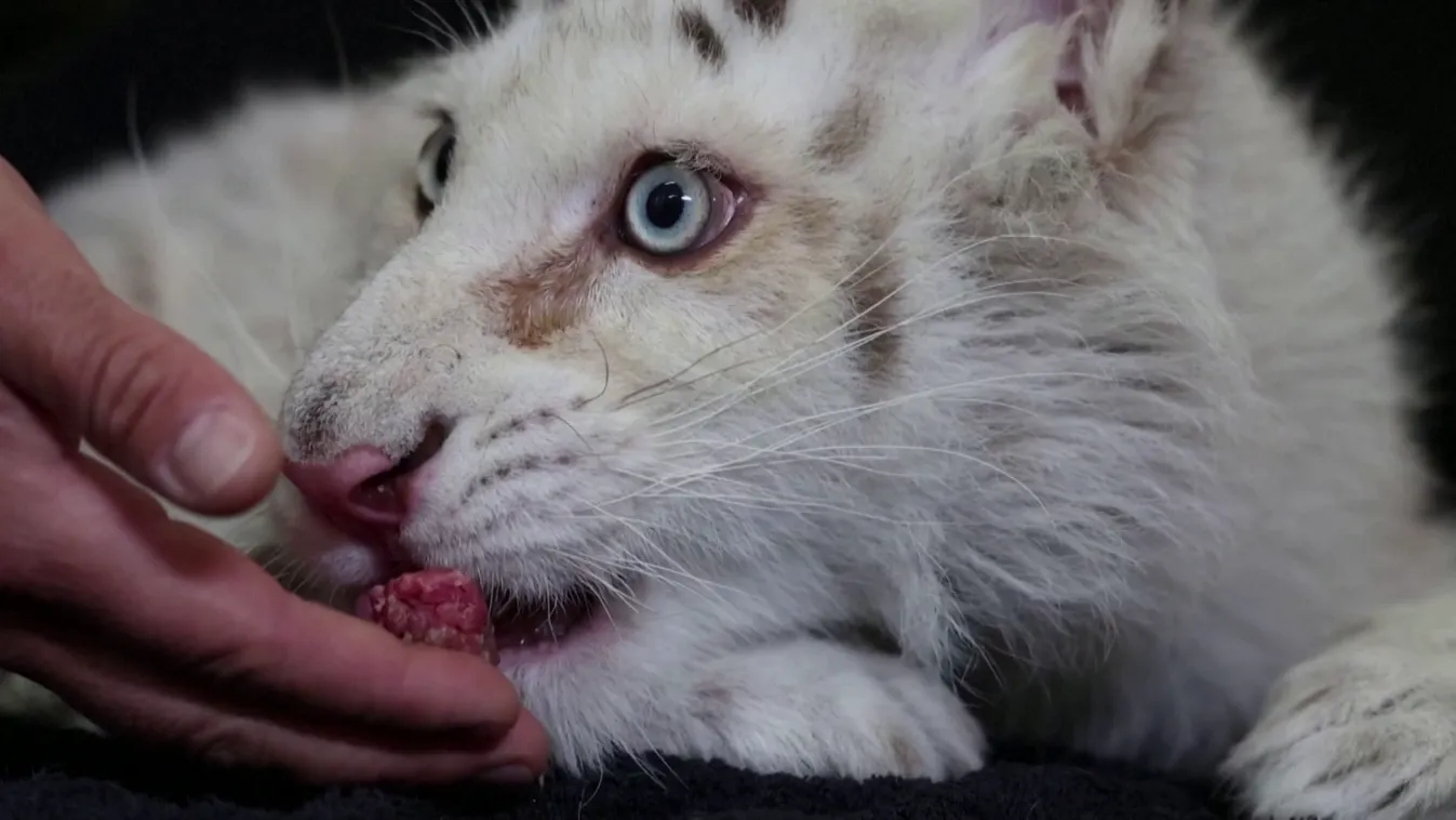 Szemetesben talált tigriskölyök életéért küzdenek Athénban