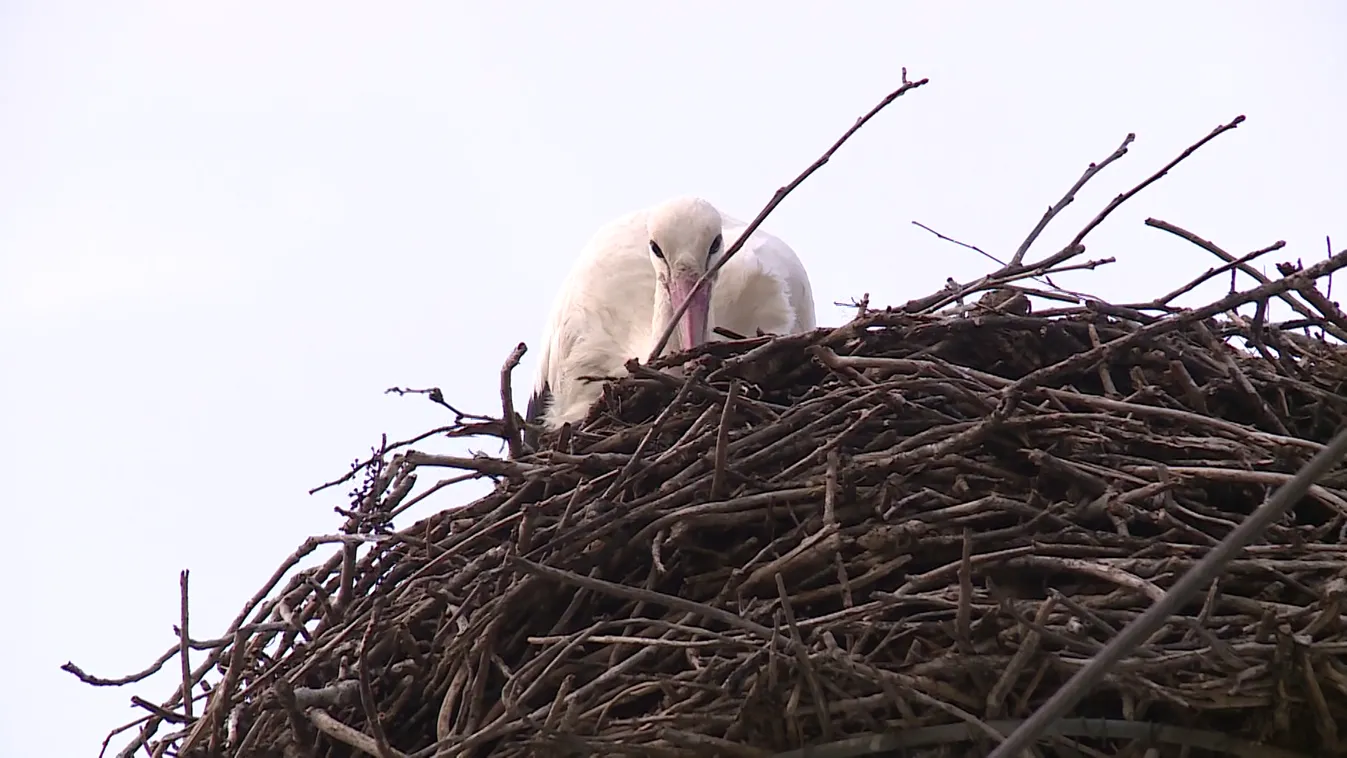 Egyre több vándormadár tér haza