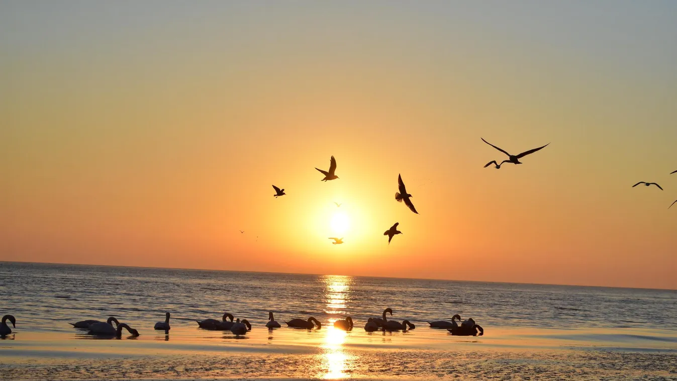 Új, kizárólag műanyagok okozta betegség jelent meg a tengeri madaraknál