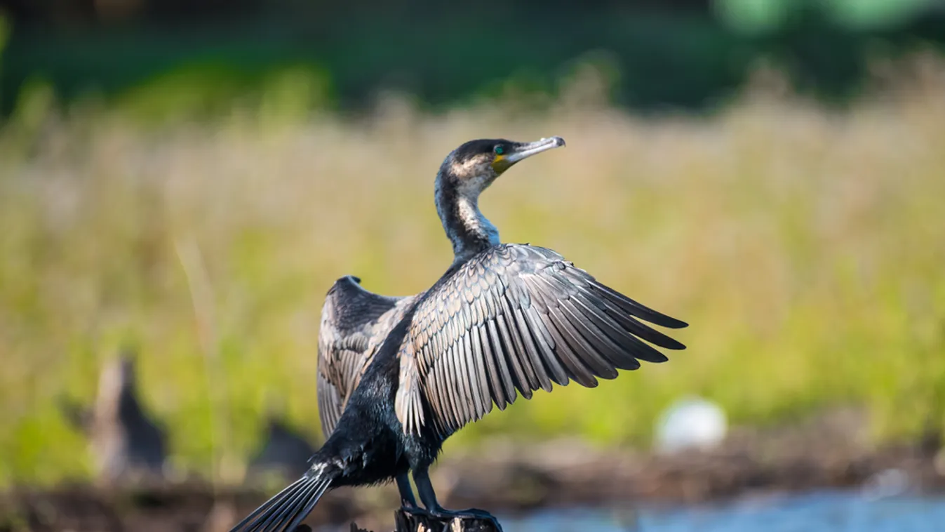 Kétszáz kormoránt lőttek ki a Duna táti szakaszán