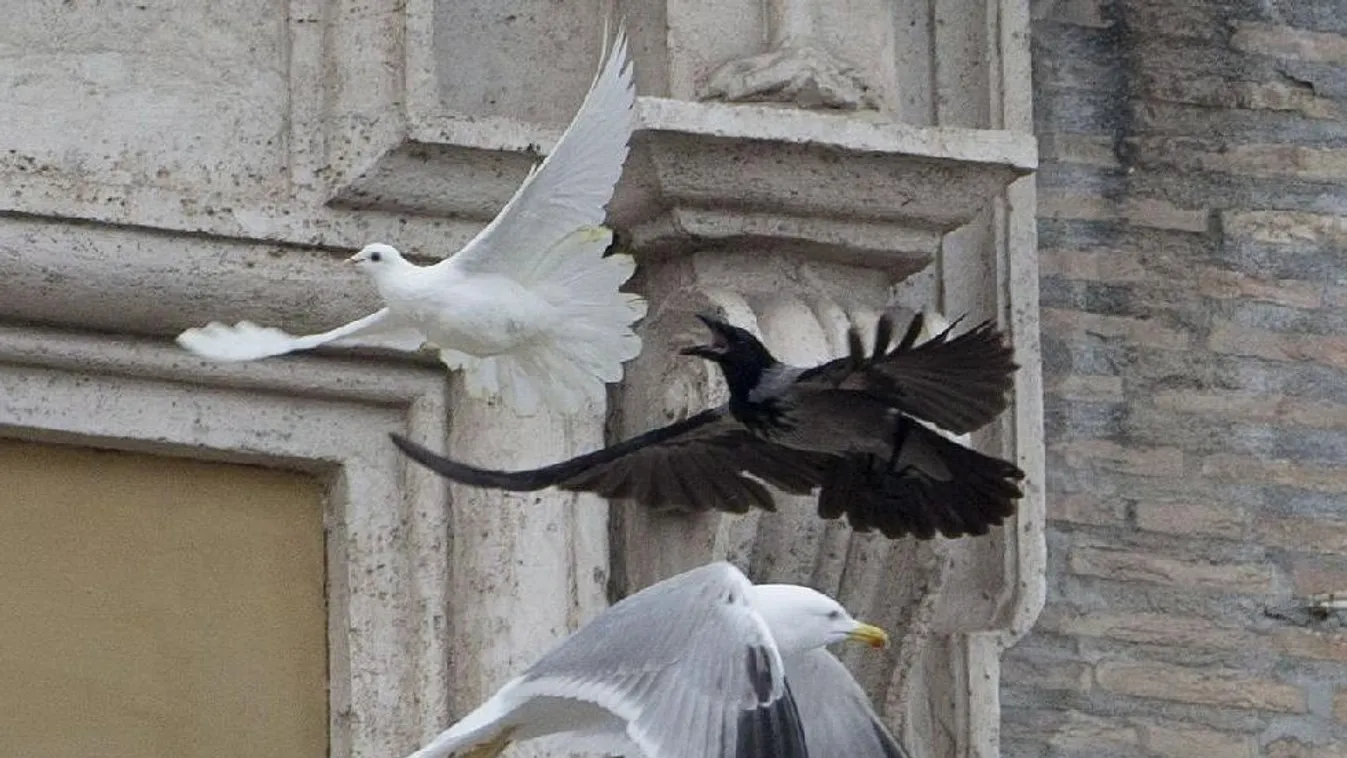 A tükörképüket támadó madarak védelmére hívják fel a figyelmet a természetvédők