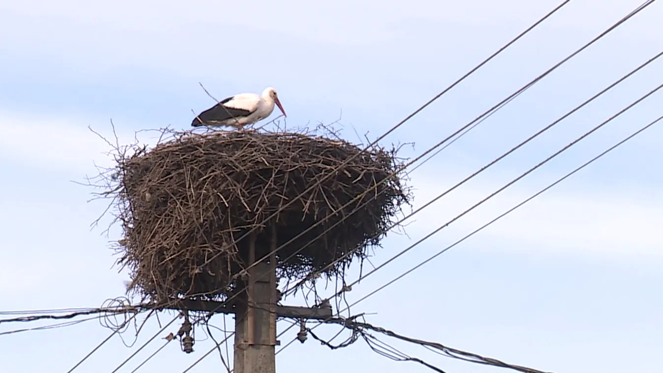 Radar - Újra itthon