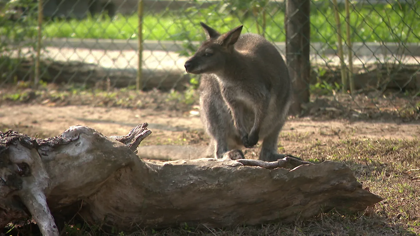 Napindító - Folyamatosan gyarapodik az előszállási állatkert