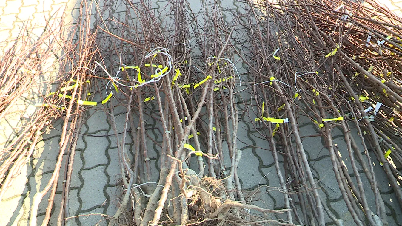 Gyümölcsfa-vásárt rendeztek Zalaszentgróton