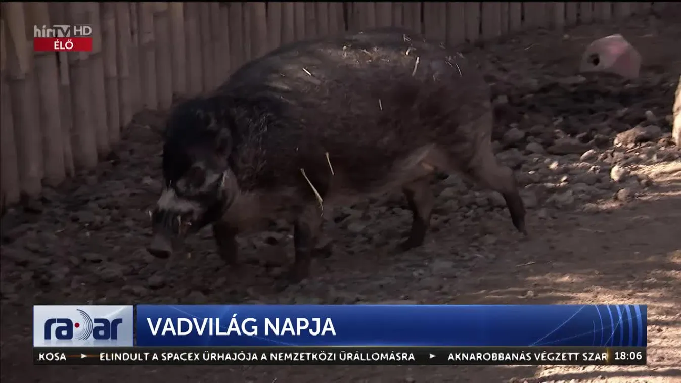 Radar - Vadvilág védelme