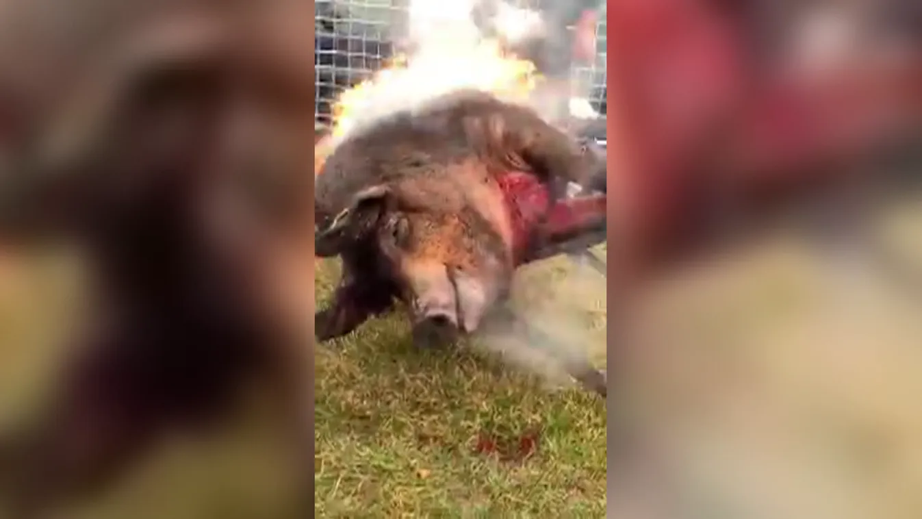 Még élt a disznó, amikor elkezdték perzselni