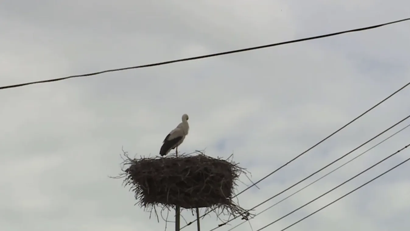Napindító - Megérkeztek az első gólyák