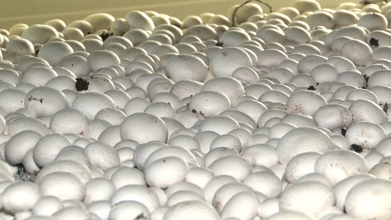 Radar - Gombatermesztés