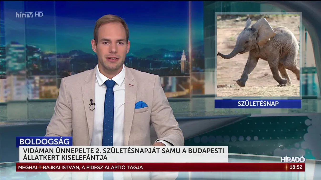 Kétéves lett Samu, a budapesti állatkert kiselefántja