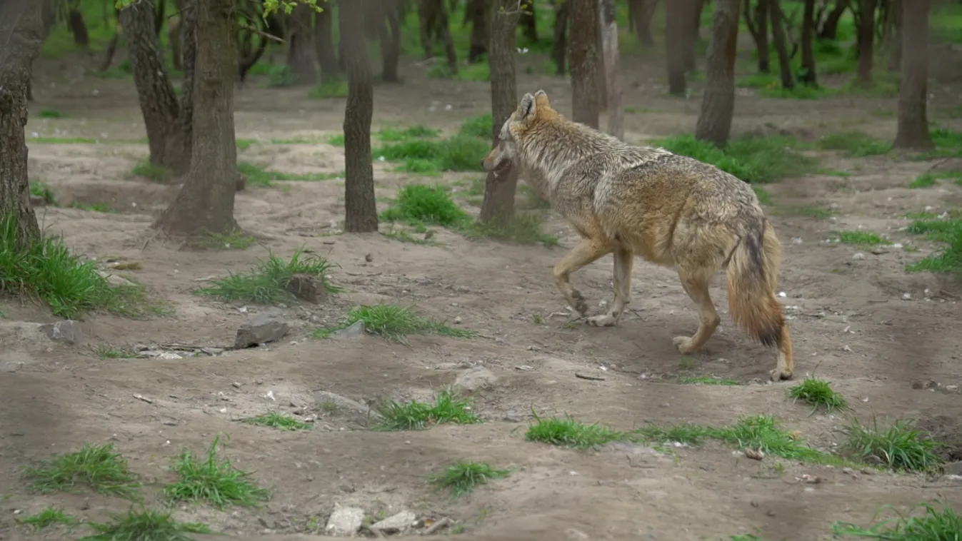 Radar - Ki lőtte le a farkast?