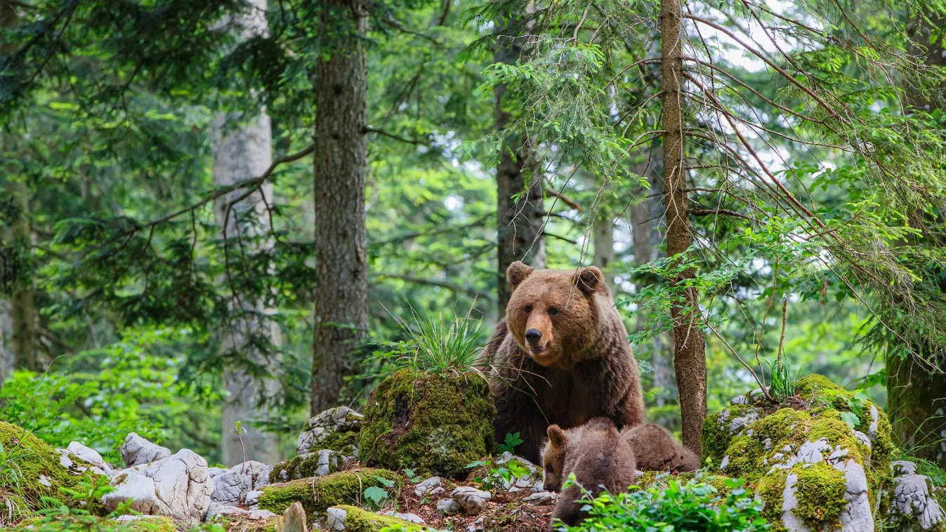 Csökkentenék a medvepopulációt Olaszországban